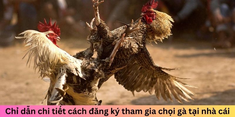 Cách tham gia đá gà tại 33WIN