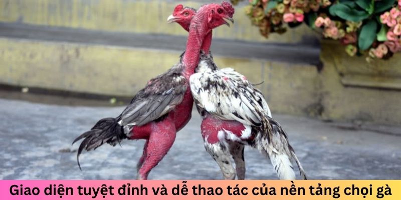 Đá gà 33WIN có thiết kế hiện đại