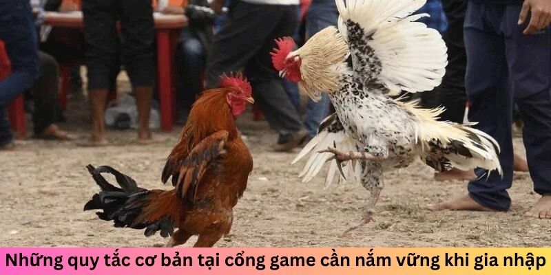 Quy tắc cơ bản khi đá gà 33WIN