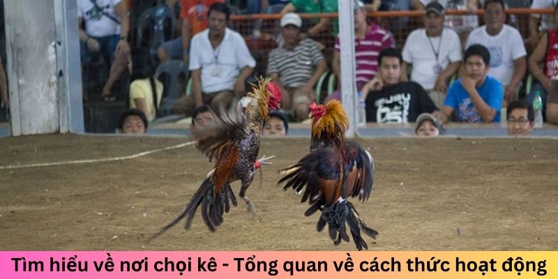 Tổng qua về trường đá gà 33WIN