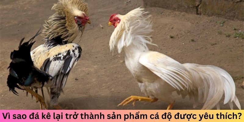 Lý do đá gà 33WIN được yêu thích